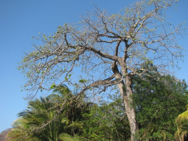 albero da spiaggia in Costa Rica: Ceiba pentandra (Malvaceae)